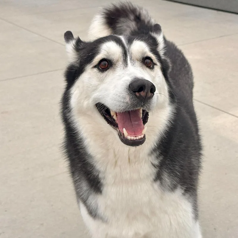 Persephone thumbnail 2