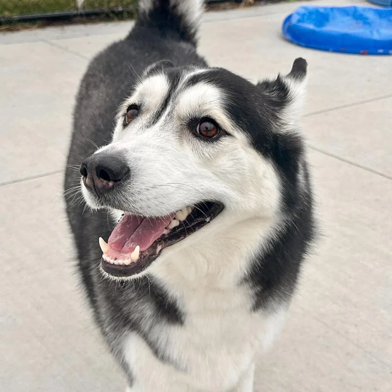 Persephone thumbnail 3