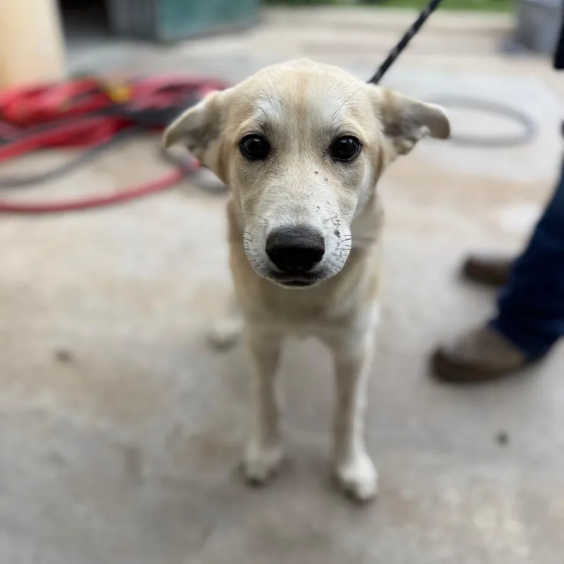 A baby small-sized female Yellow / Tan / Blond / Fawn Shepherd dog named Salt Grass for adoption in Lake Jackson, TX