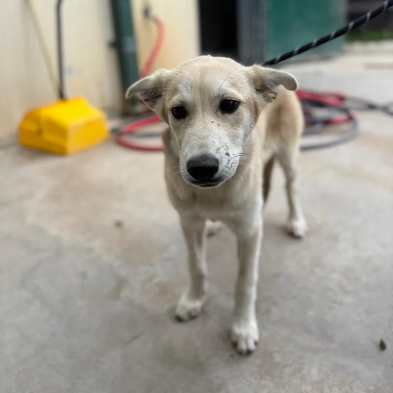 Salt Grass thumbnail 2