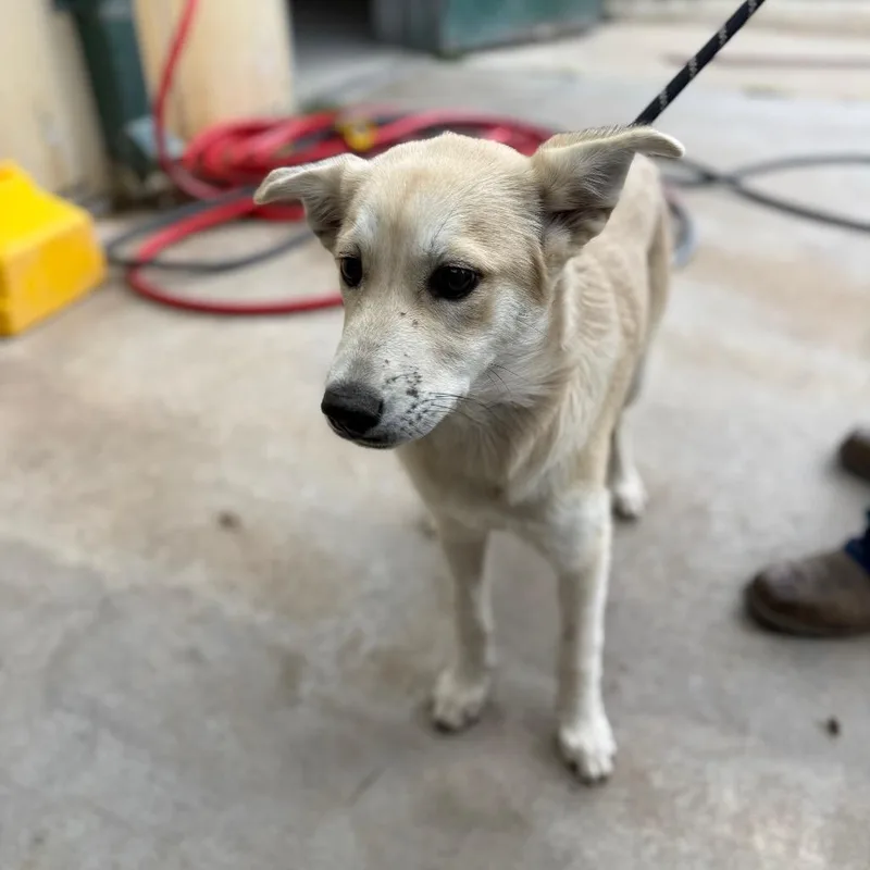 Salt Grass thumbnail 3