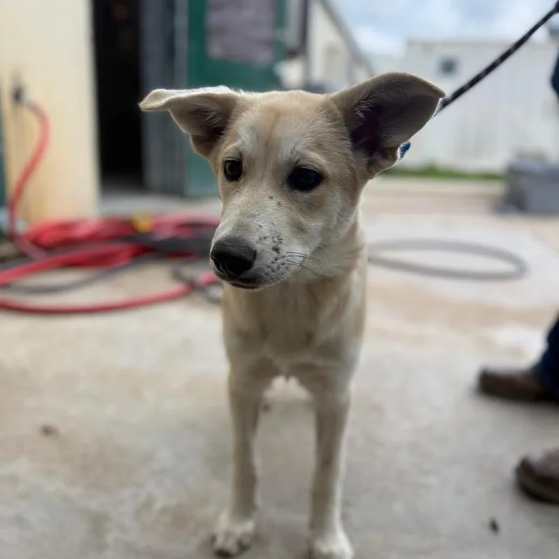 Salt Grass thumbnail 4