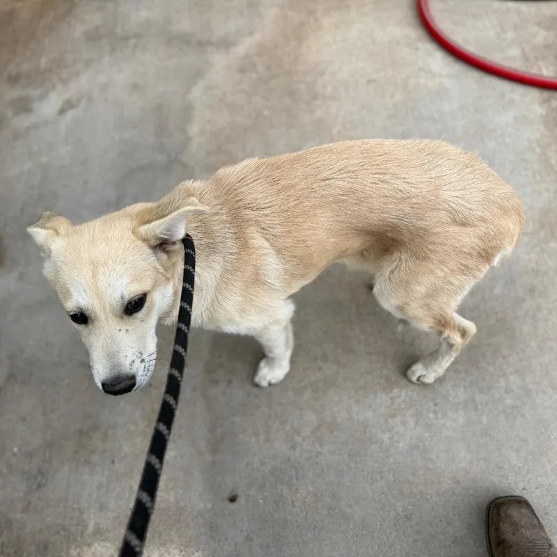 Salt Grass thumbnail 5