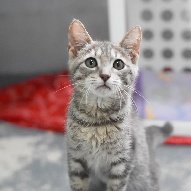 A baby small-sized female Gray / Blue / Silver Domestic Short Hair cat named Bluebell for adoption in Kailua Kona, HI