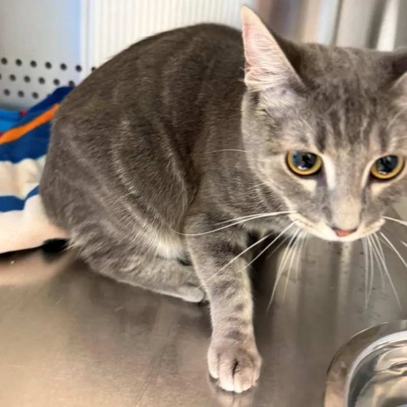 A young medium-sized female Gray / Blue / Silver Domestic Short Hair cat named Ocatvia for adoption in Norman, OK