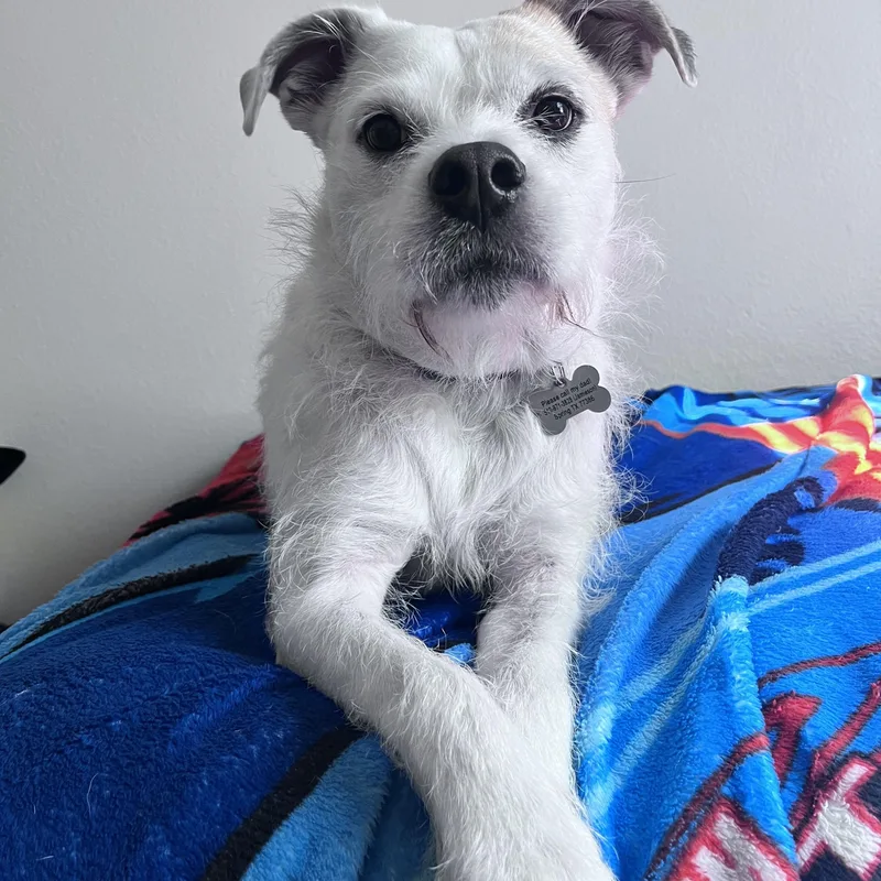 An adult medium-sized female White / Cream Jack Russell Terrier dog named Coco for adoption in Houston, TX