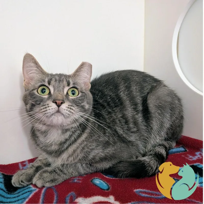 An adult medium-sized female Gray / Blue / Silver Domestic Short Hair cat named Slim for adoption in Toledo, OH