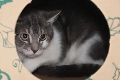 A baby small-sized female Domestic Short Hair cat named Nickelodeon for adoption in West Chester, PA