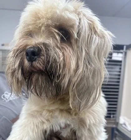An adult medium-sized male Mixed Breed dog named Chase for adoption in West Chester, PA