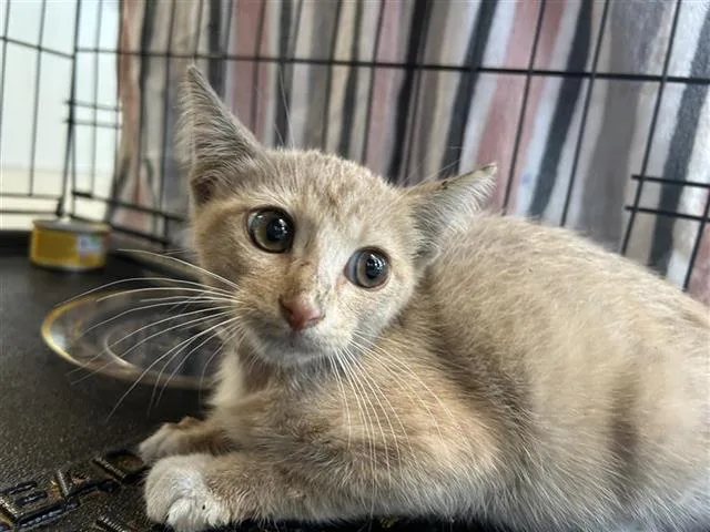 A baby small-sized male Domestic Short Hair cat named Jay for adoption in San Antonio, TX