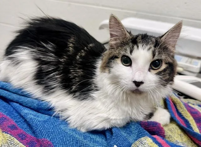 A young medium-sized female Domestic Medium Hair cat named Sophie for adoption in Derwood, MD
