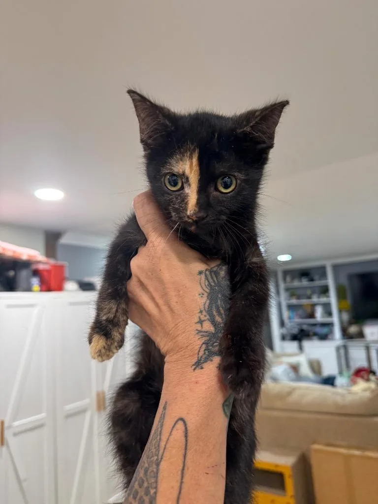A baby large-sized female Domestic Short Hair cat named Mystique for adoption in warrenville, SC