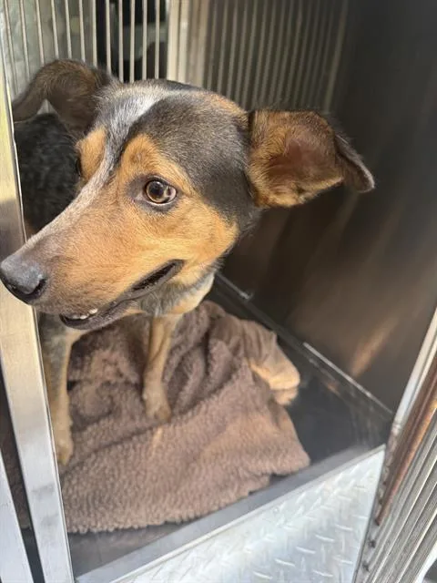 An adult large-sized male Mixed Breed dog named Maxey for adoption in Dallas, TX