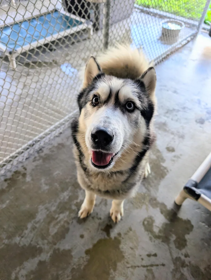A young medium-sized male White / Cream Husky dog named Sven for adoption in Somerset, PA