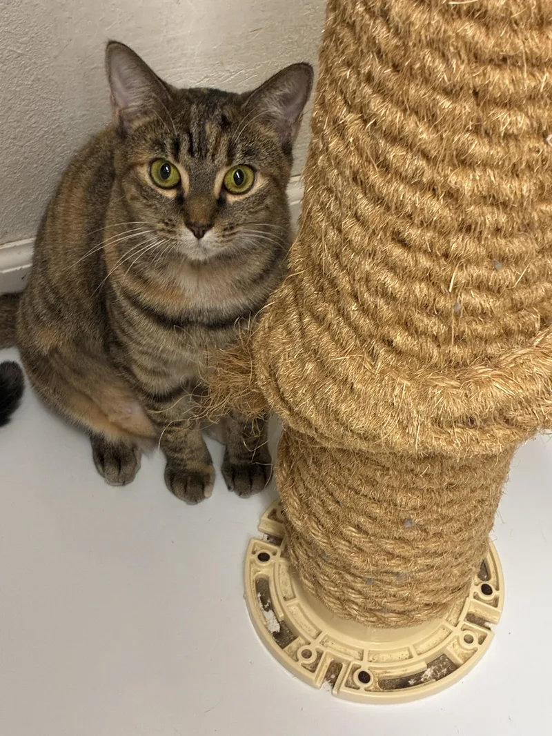 A young medium-sized female Domestic Short Hair cat named C.c. for adoption in Ruskin, FL