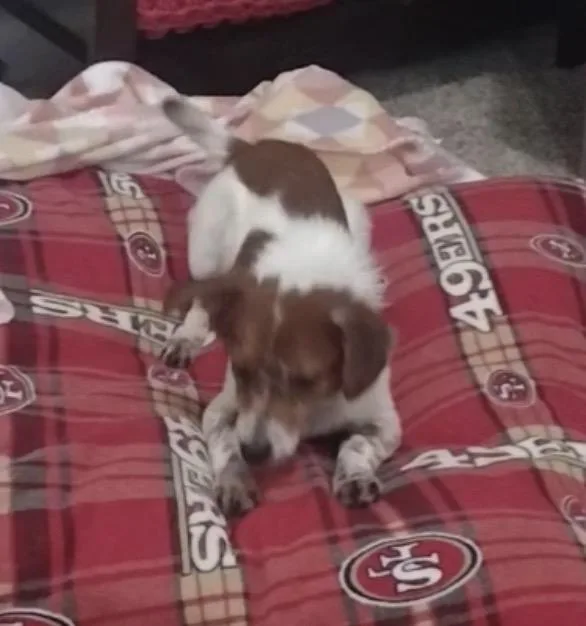 Gus