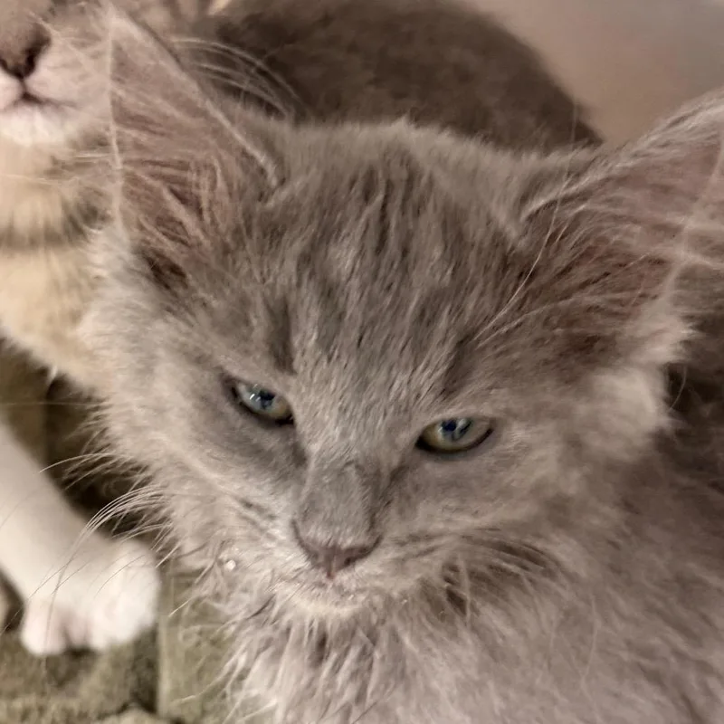 A baby small-sized female Gray / Blue / Silver Domestic Medium Hair cat named Huldah for adoption in Evansville, IN