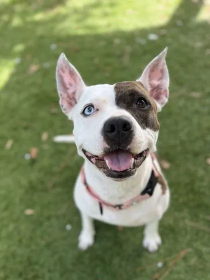 An adult medium-sized female American Staffordshire Terrier dog named Martini for adoption in Daytona Beach, FL