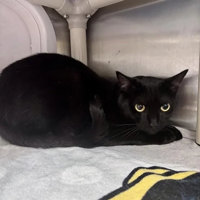 A young medium-sized male Domestic Short Hair cat named Quincy for adoption in Alameda, CA