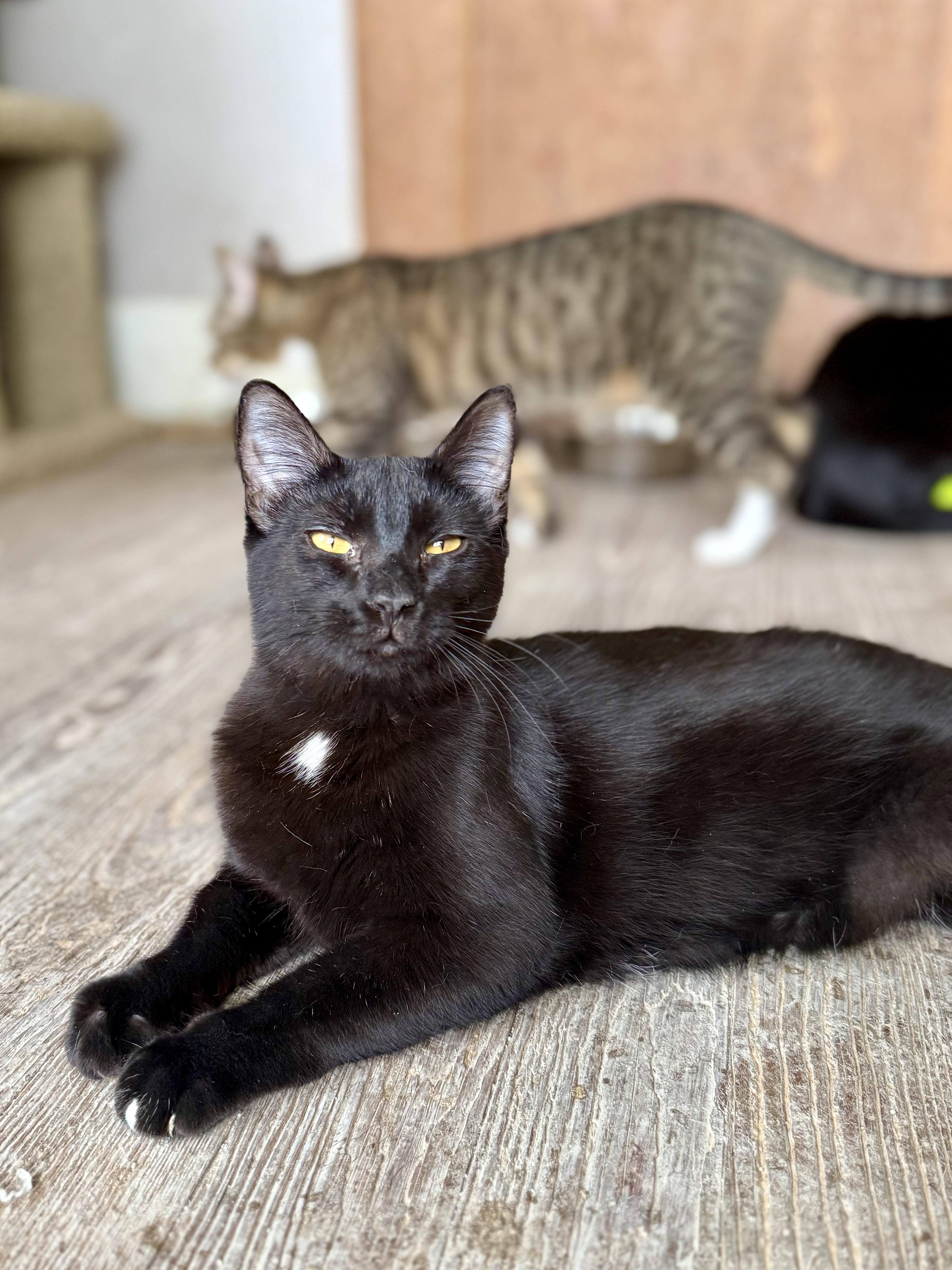 A young medium-sized male Black Domestic Short Hair cat named Link for adoption in Shreveport, LA