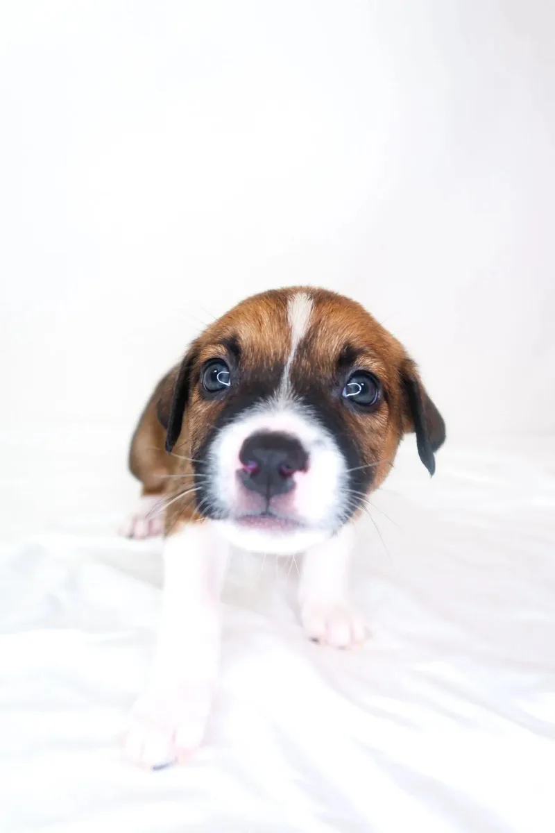 A baby medium-sized male Brown / Chocolate Australian Shepherd dog named Kramer for adoption in Bixby, OK