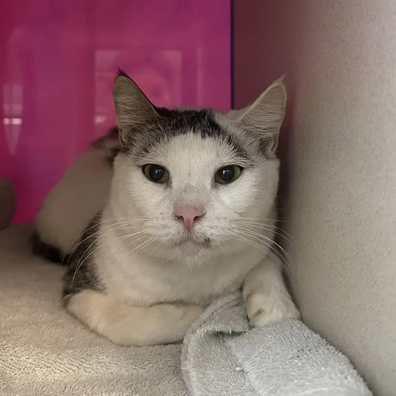 A senior medium-sized female White Domestic Short Hair cat named Penguin for adoption in Tacoma, WA