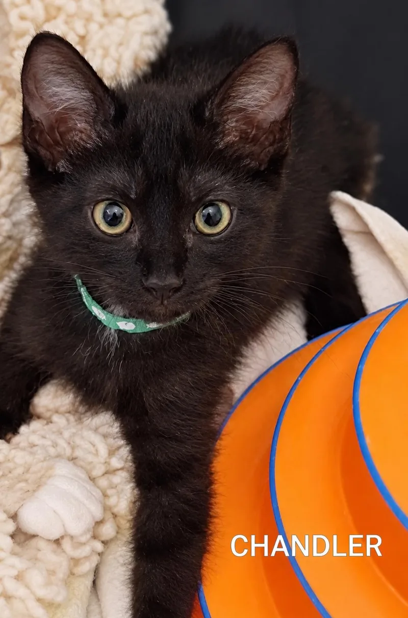 A baby medium-sized male Black Domestic Short Hair cat named Chandler for adoption in Hawthorne, CA