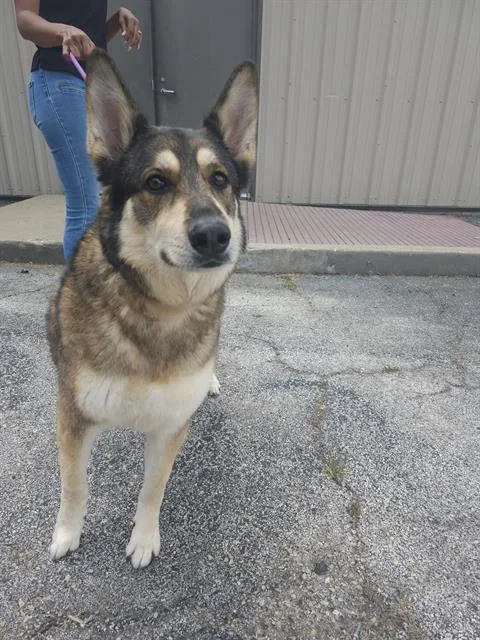 An adult large-sized female Husky dog named Lola for adoption in Houston, TX