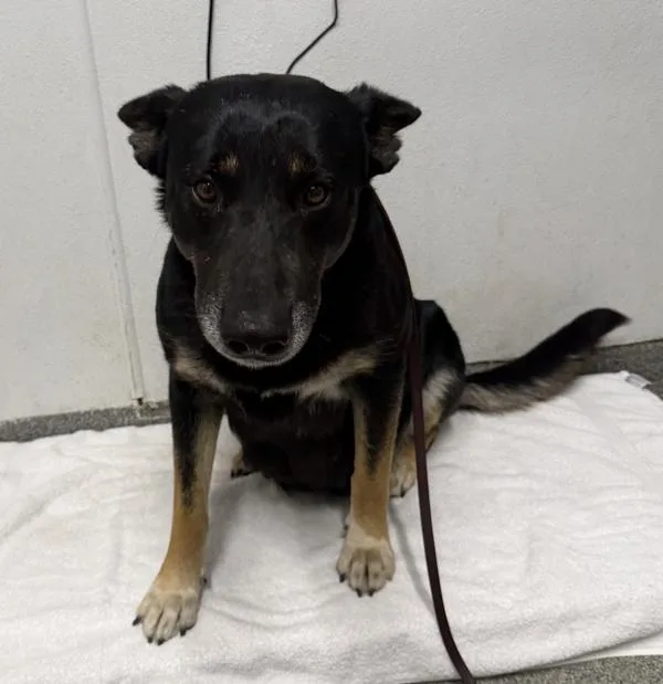 An adult large-sized female German Shepherd Dog dog named Almond for adoption in Escondido, CA