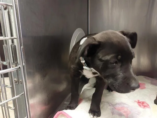 A baby small-sized female Pit Bull Terrier dog named Sequoia for adoption in Antioch, CA