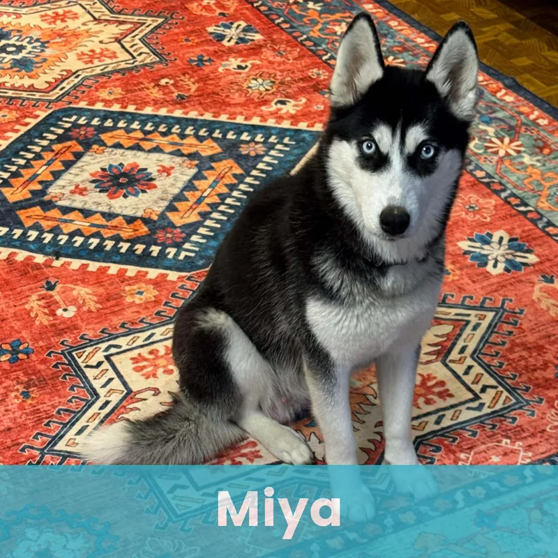 Miya