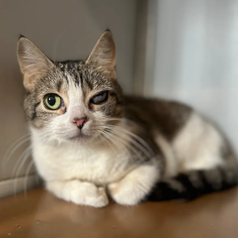 An adult medium-sized female Domestic Short Hair cat named Mimsy for adoption in Philadelphia, PA