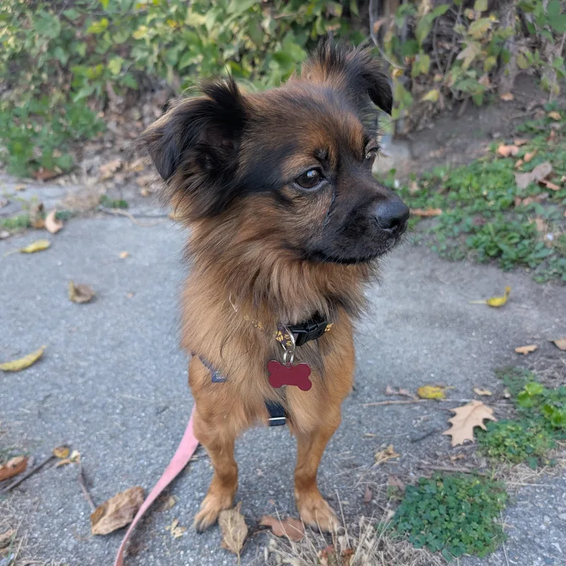 An adult small-sized male Dachshund dog named Pasco for adoption in Detroit, MI