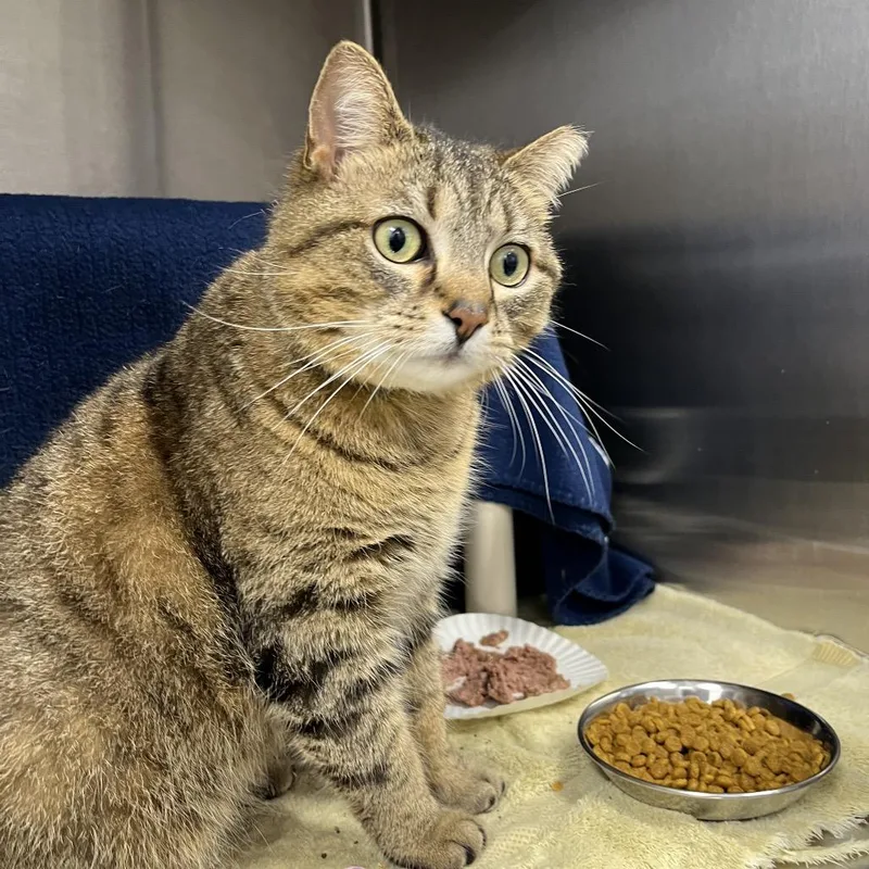An adult large-sized female Brown / Chocolate Domestic Short Hair cat named Jolly for adoption in Fort Wayne, IN
