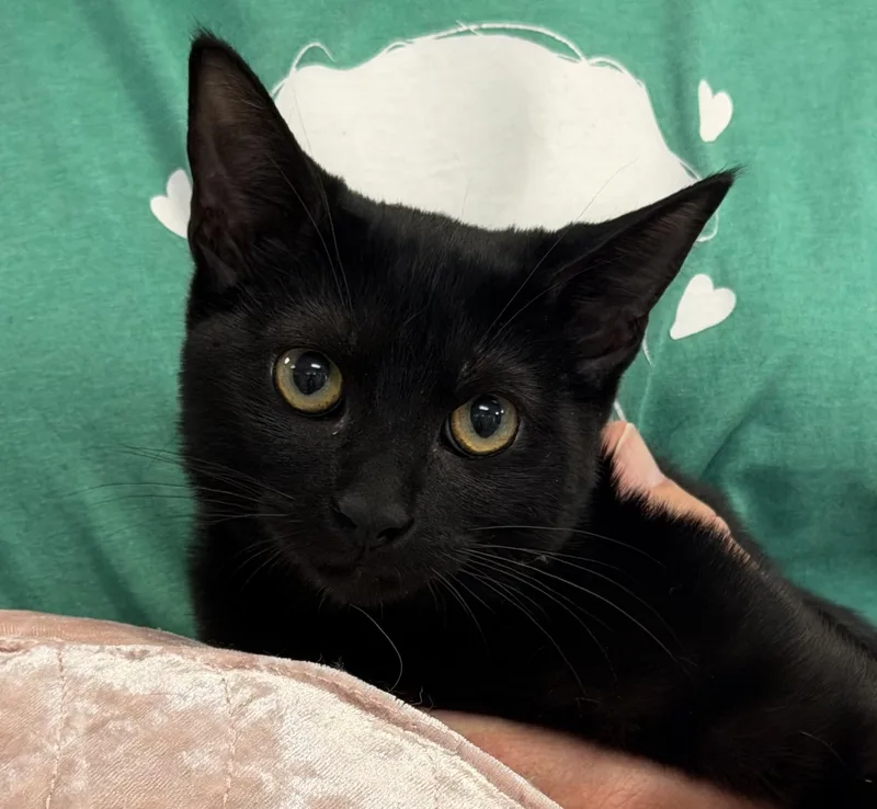 A baby medium-sized female Black Domestic Short Hair cat named Melody for adoption in Slidell, LA