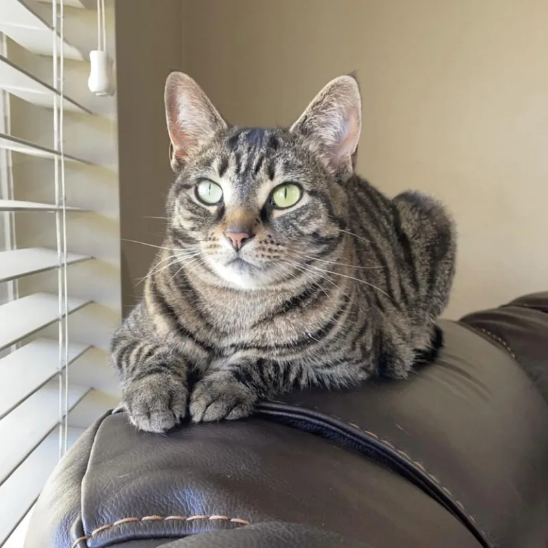 Rajah