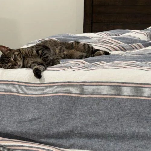 Rajah thumbnail 2