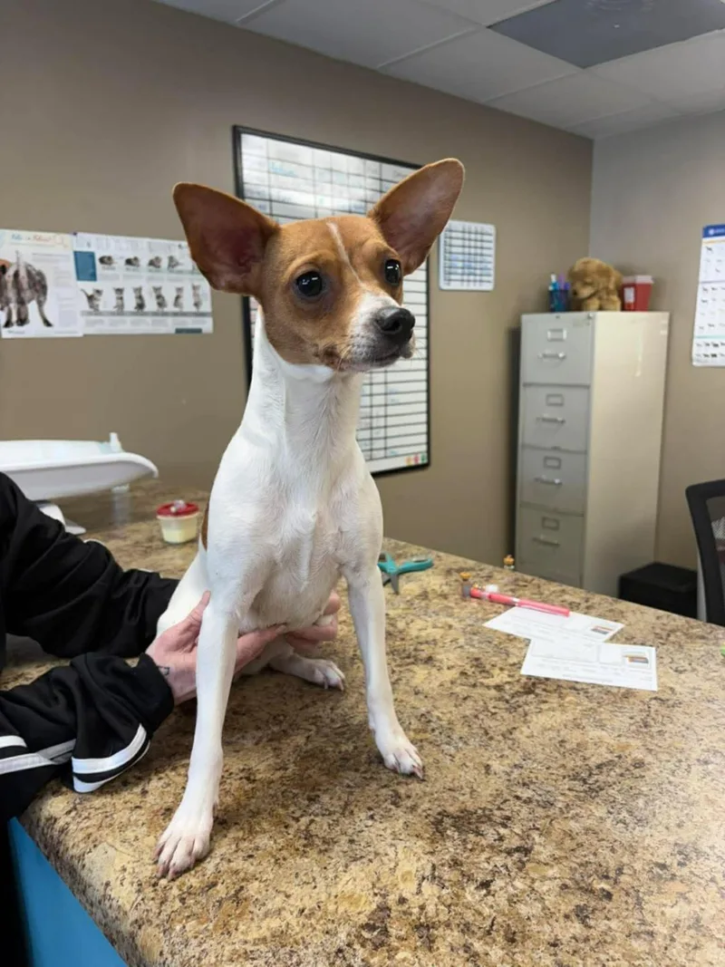 Milkshake thumbnail 2