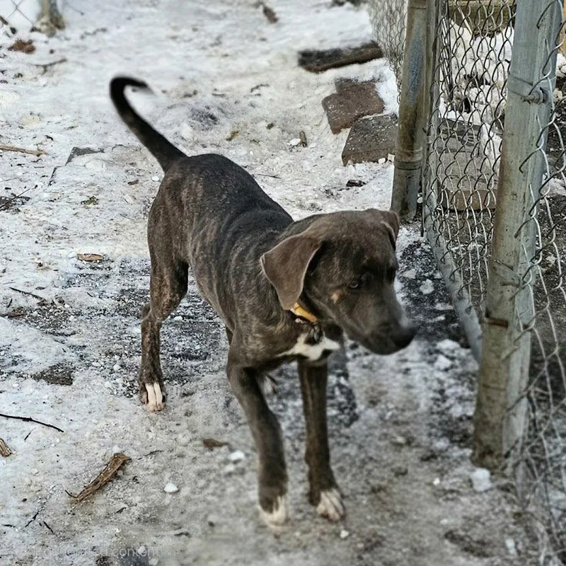 A young medium-sized female Boxer dog named Bluey Ii for adoption in Ringwood, NJ