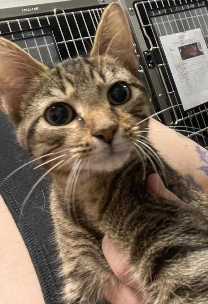 A baby medium-sized male Domestic Short Hair cat named Ted for adoption in Henderson, NC