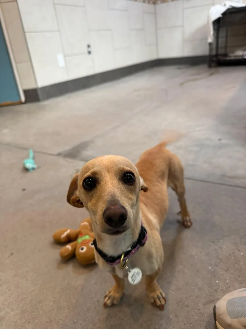 A young small-sized female Apricot / Beige Chiweenie dog named Cadence for adoption in Phoenix, AZ