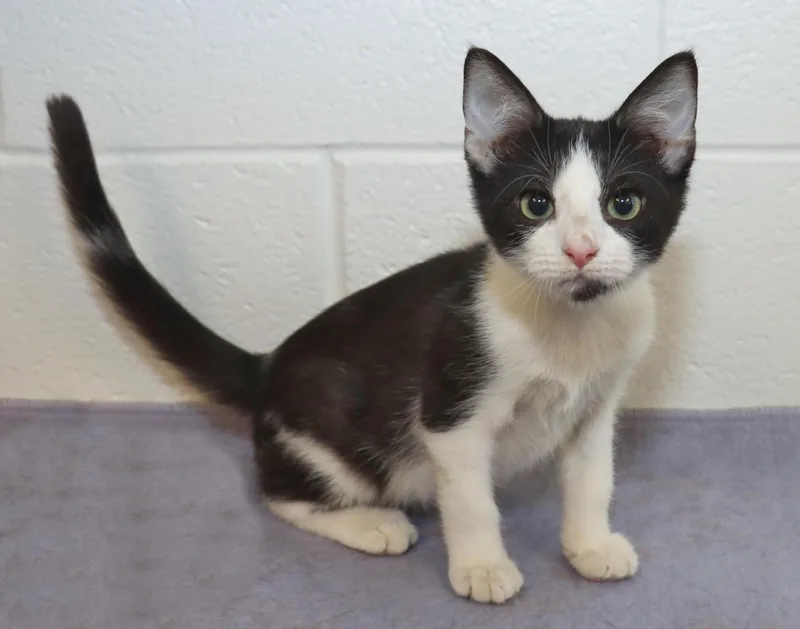 A baby medium-sized male Black & White / Tuxedo Domestic Short Hair cat named Zeke for adoption in Euclid, OH