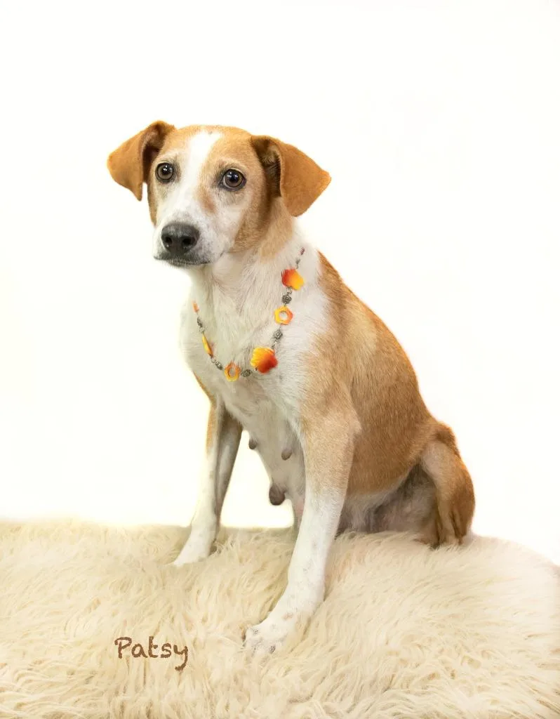 An adult medium-sized female Fox Terrier dog named Patsy for adoption in Hot Springs Village, AR