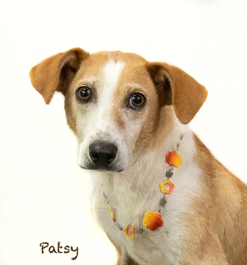 Patsy thumbnail 2