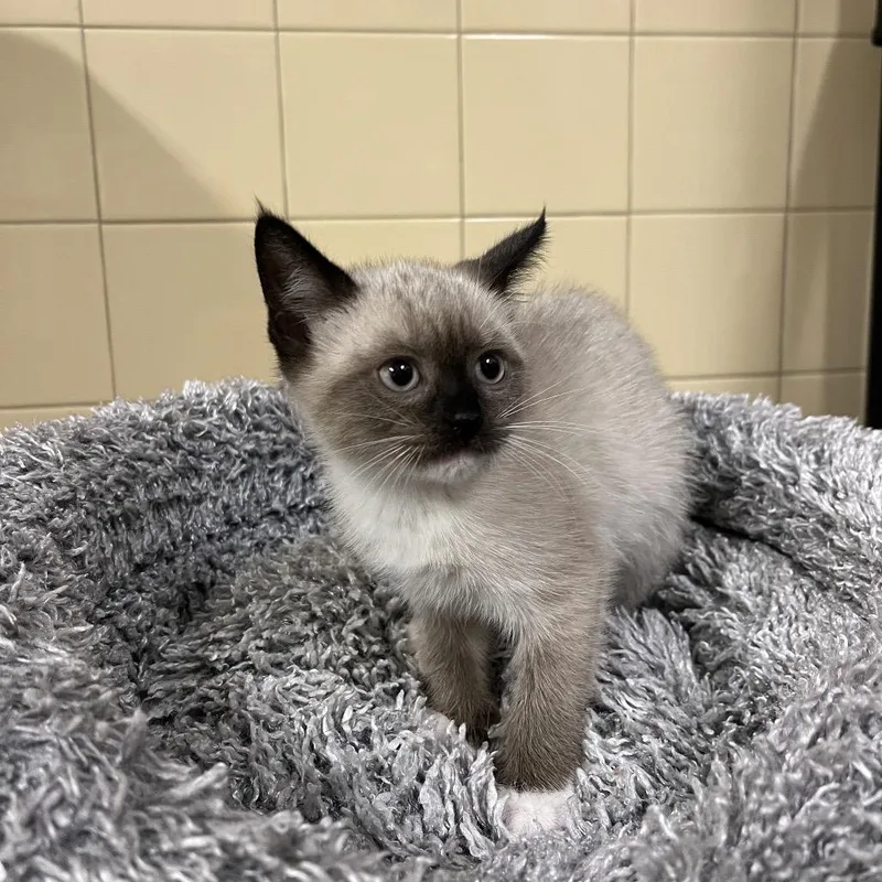 A baby small-sized female Gray / Blue / Silver Domestic Short Hair cat named Star for adoption in East Hampton, NY