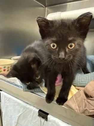 A baby small-sized female Domestic Short Hair cat named Katia for adoption in Madison, NJ