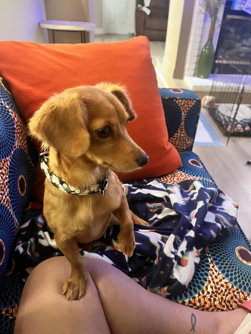A young small-sized female Dachshund dog named Dora for adoption in Sheridan, TX