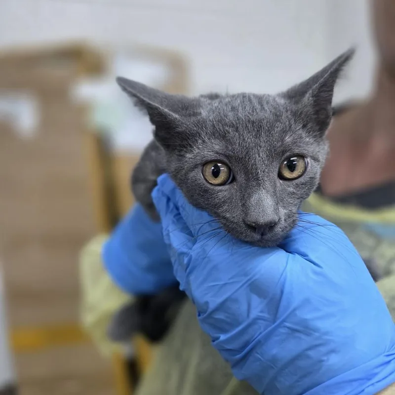 A baby small-sized male Gray / Blue / Silver Domestic Short Hair cat named Nike for adoption in Incline Village, NV