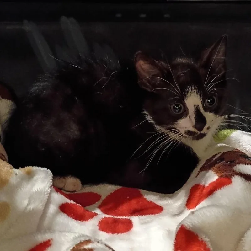 A baby small-sized male Black Domestic Short Hair cat named Quinn for adoption in Lynchburg, VA