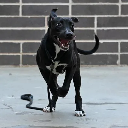 A young medium-sized male Mixed Breed dog named Baconator for adoption in Chamblee, GA